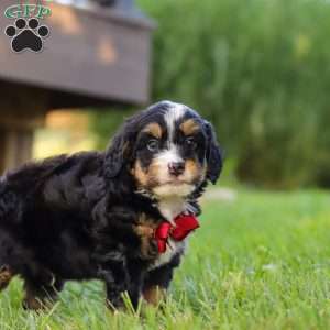 Wolverine, Mini Bernedoodle Puppy