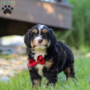 Wolverine, Mini Bernedoodle Puppy