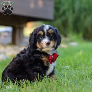Wolverine, Mini Bernedoodle Puppy
