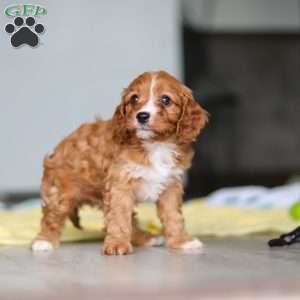 Wynn, Cavapoo Puppy
