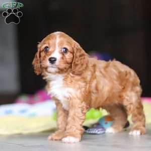Wynn, Cavapoo Puppy