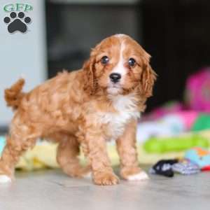 Wynn, Cavapoo Puppy