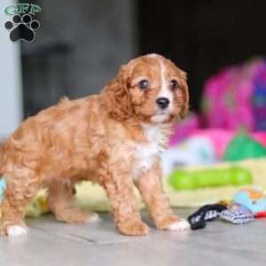 Wynn, Cavapoo Puppy