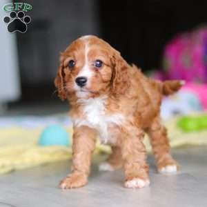 Wynn, Cavapoo Puppy