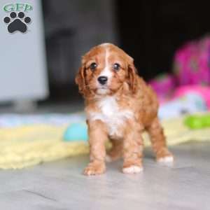 Wynn, Cavapoo Puppy