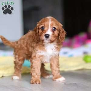 Wynn, Cavapoo Puppy