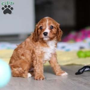 Wynn, Cavapoo Puppy