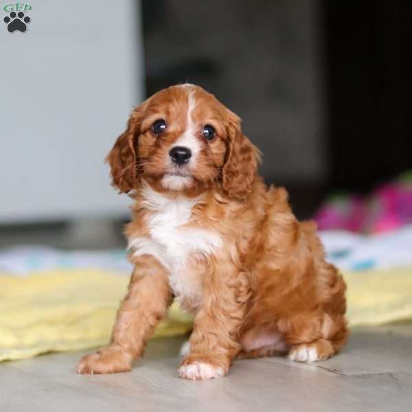 Wynn, Cavapoo Puppy