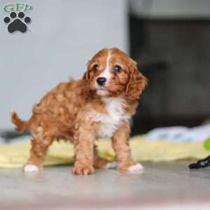 Wynn, Cavapoo Puppy