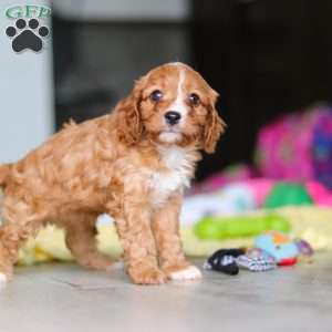 Wynn, Cavapoo Puppy