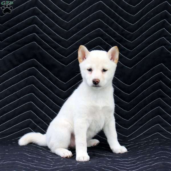 Zenji, Shiba Inu Puppy