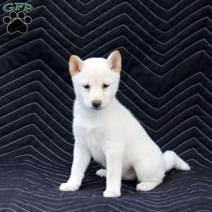 Zenji, Shiba Inu Puppy