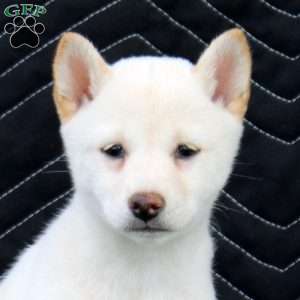 Zenji, Shiba Inu Puppy