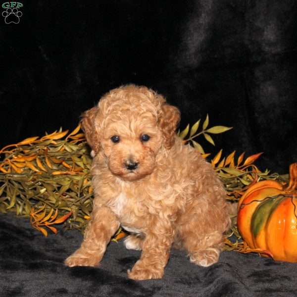 Ziggy, Bich-Poo Puppy