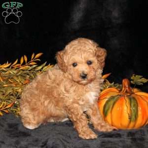 Ziggy, Bich-Poo Puppy