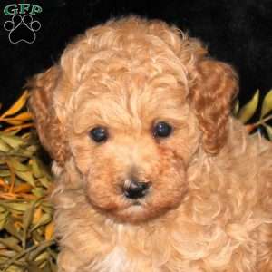 Ziggy, Bich-Poo Puppy