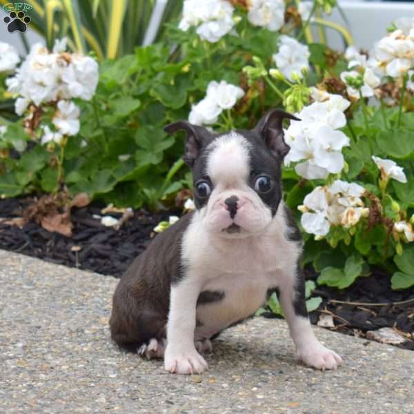 Zip, Boston Terrier Puppy