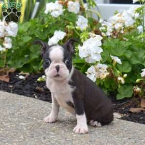Zip, Boston Terrier Puppy