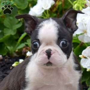 Zip, Boston Terrier Puppy
