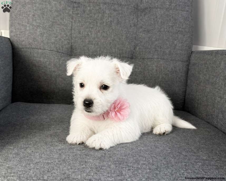 Zoey (West Highland White Terrier, Female) in Millersburg, OH