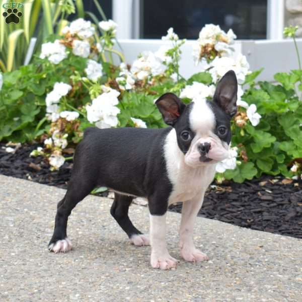 Zoey, Boston Terrier Puppy