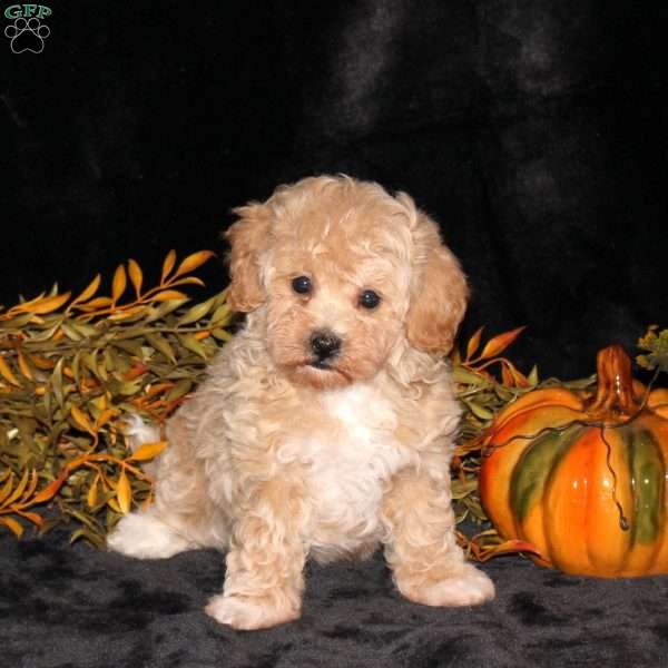 Zoey, Bich-Poo Puppy