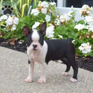 Zoey, Boston Terrier Puppy