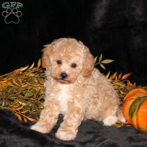 Zoey, Bich-Poo Puppy