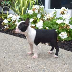 Zoey, Boston Terrier Puppy