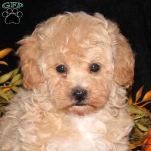 Zoey, Bich-Poo Puppy