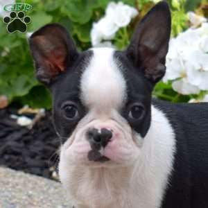 Zoey, Boston Terrier Puppy