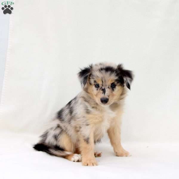 Zola, Australian Shepherd Puppy