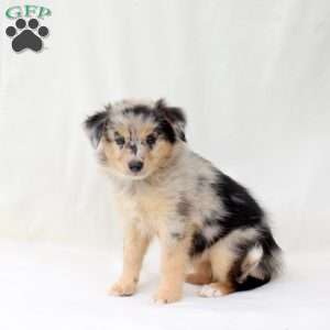 Zola, Australian Shepherd Puppy