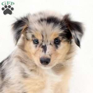 Zola, Australian Shepherd Puppy
