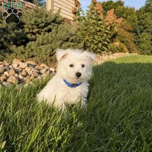 Andrew, West Highland Terrier Puppy