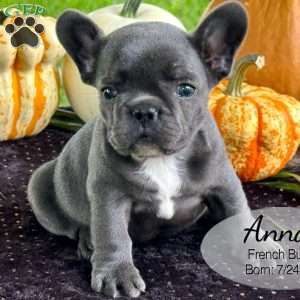 Anna, French Bulldog Puppy