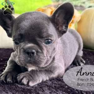 Anna, French Bulldog Puppy