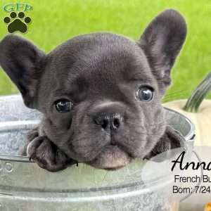 Anna, French Bulldog Puppy
