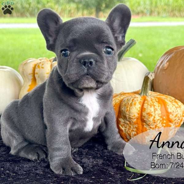 Anna, French Bulldog Puppy
