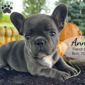 Anna, French Bulldog Puppy