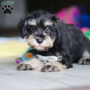 Arthur, Miniature Schnauzer Puppy