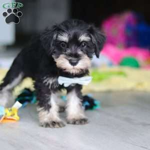 Arthur, Miniature Schnauzer Puppy