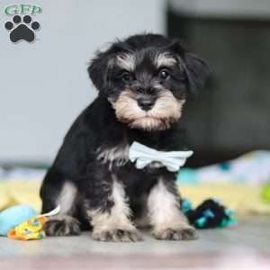 Arthur, Miniature Schnauzer Puppy