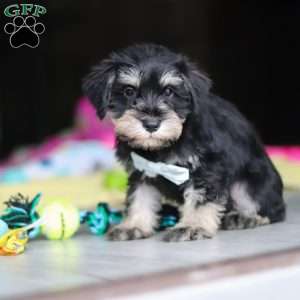 Arthur, Miniature Schnauzer Puppy