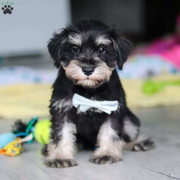 Arthur, Miniature Schnauzer Puppy