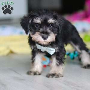 Arthur, Miniature Schnauzer Puppy