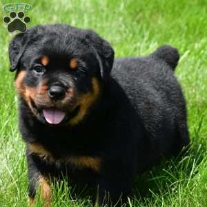 autumn, Rottweiler Puppy