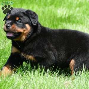autumn, Rottweiler Puppy