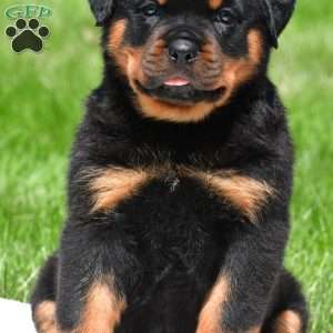 autumn, Rottweiler Puppy