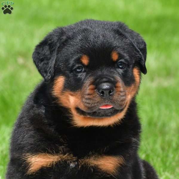 autumn, Rottweiler Puppy